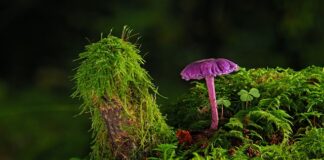 Czy pod farbę podkładowa daje się grunt?